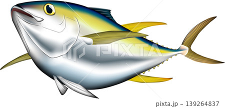 魚イラスト　「キハダマグロ」　ベクター形式　白背景単体 139264837