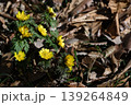 早春に咲く福寿草（フクジュソウ）の花 139264849