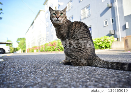 振り返る猫 振り返る猫 139265019