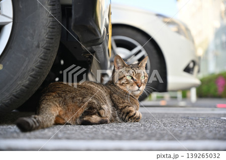 車の下で昼寝する猫 139265032