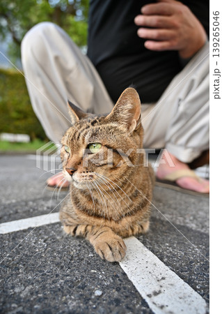 見つめる猫 139265046