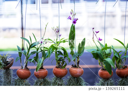 Mini orchid and Tillandsia usneoides 139265111