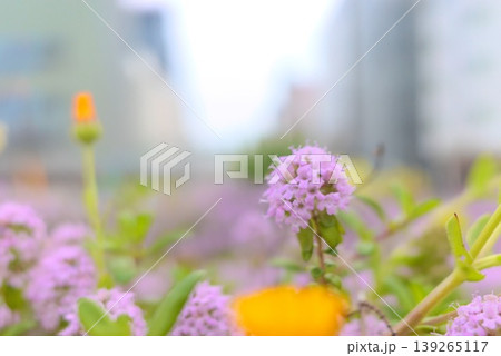 緑の葉に囲まれて咲く淡い紫色の小花 緑の葉に囲まれて咲く淡い紫色の小花 139265117