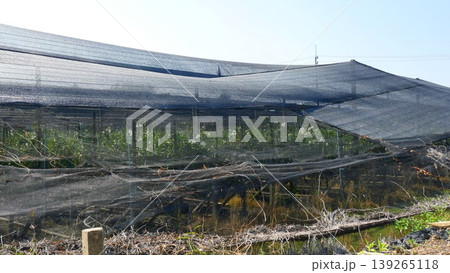 Industrial Orchid Farm with Black Shade Netting System in Thailand Industrial Orchid Farm with Black Shade Netting System in Thailand 139265118