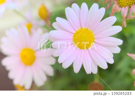 淡いピンクの花びらが美しいマーガレットの花 淡いピンクの花びらが美しいマーガレットの花 139265283