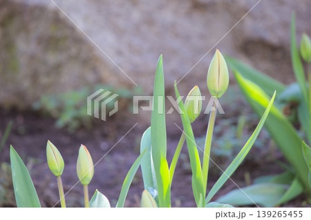 Close up of fresh spring tulip buds growing in a sunny garden representing new life and growth Close up of fresh spring tulip buds growing in a sunny garden representing new life and growth 139265455