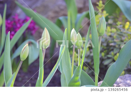 Close up of fresh spring tulip buds growing in a sunny garden representing new life and growth Close up of fresh spring tulip buds growing in a sunny garden representing new life and growth 139265456