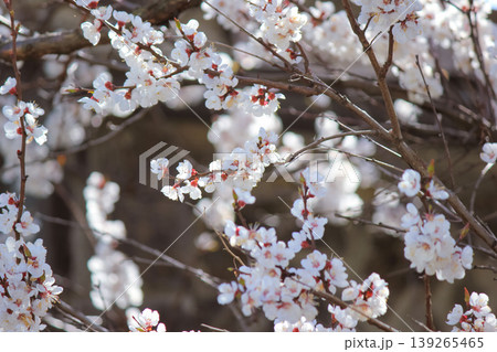 Sunlit branch of blooming apricot blossoms with a soft bokeh background of a lattice wall Sunlit branch of blooming apricot blossoms with a soft bokeh background of a lattice wall 139265465