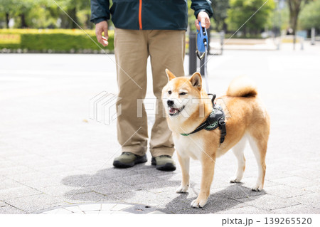 お散歩をしている柴犬 お散歩をしている柴犬 139265520