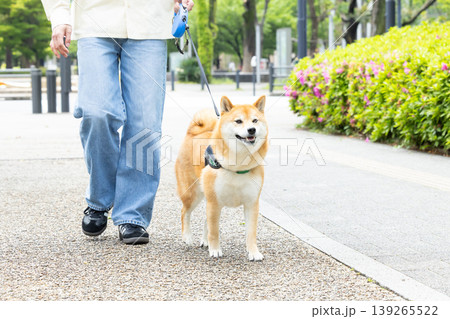 お散歩をしている柴犬 139265522