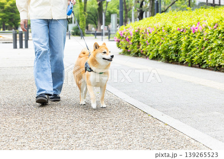 お散歩をしている柴犬 お散歩をしている柴犬 139265523