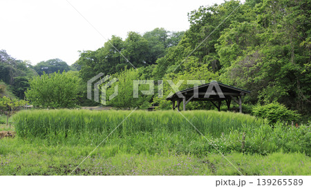 田圃と原風景 139265589