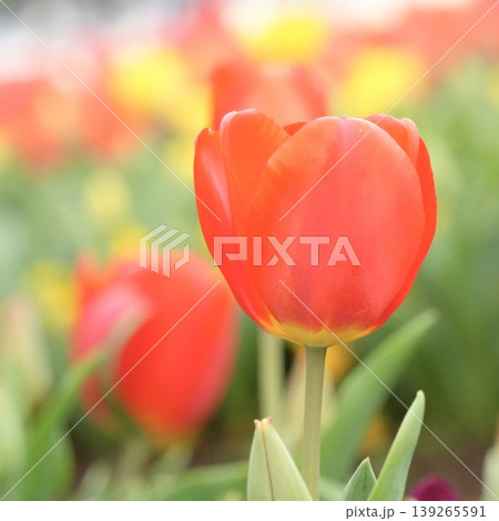 春の花壇に咲くふんわりチューリップ 139265591
