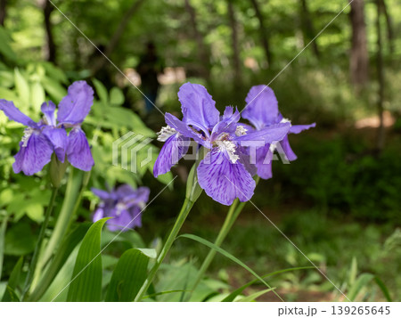 イチハツの花 紫の花弁と新緑の背景 初夏の庭園植物 イチハツの花 紫の花弁と新緑の背景 初夏の庭園植物 139265645