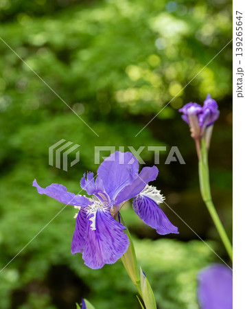 イチハツの花　紫の花弁と新緑の背景　初夏の庭園植物 139265647