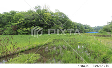 田圃と原風景 139265710