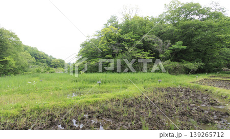 田圃と原風景 139265712