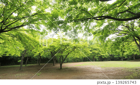 田圃と原風景 139265743