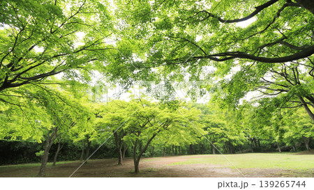 田圃と原風景 田圃と原風景 139265744
