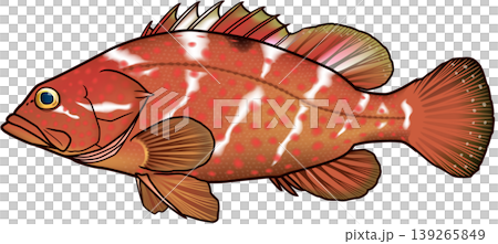 魚類插圖：“Kijihata（Akou）”，輪廓線，向量格式，白色背景。 139265849