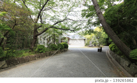 新緑に包まれた葉山しおさい公園 新緑に包まれた葉山しおさい公園 139265862