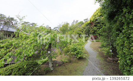 新緑に包まれた葉山しおさい公園 新緑に包まれた葉山しおさい公園 139265872