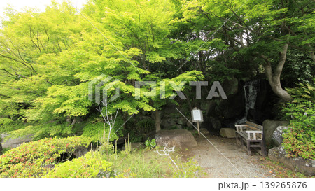 新緑に包まれた葉山しおさい公園 新緑に包まれた葉山しおさい公園 139265876