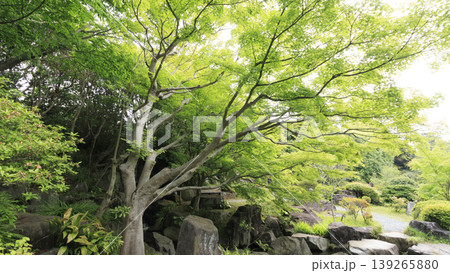 新緑に包まれた葉山しおさい公園 新緑に包まれた葉山しおさい公園 139265880