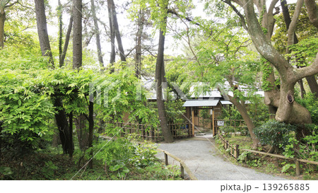 新緑に包まれた葉山しおさい公園 新緑に包まれた葉山しおさい公園 139265885