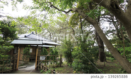 新緑に包まれた葉山しおさい公園 新緑に包まれた葉山しおさい公園 139265886