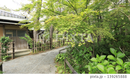 新緑に包まれた葉山しおさい公園 新緑に包まれた葉山しおさい公園 139265888
