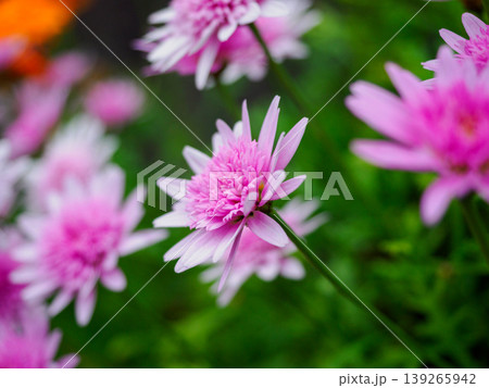 春風に踊るピンクの花 Pink Flower Dancing in Spring Breeze 139265942