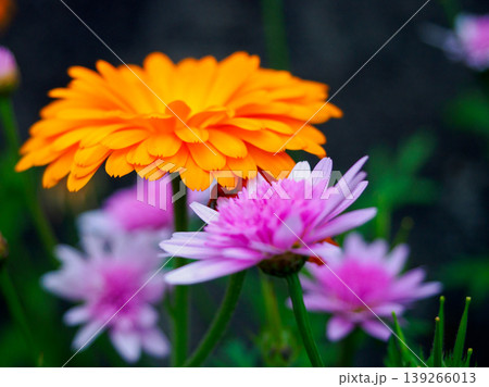 オレンジとピンクの花日和 Orange and Pink Flower Day オレンジとピンクの花日和 Orange and Pink Flower Day 139266013