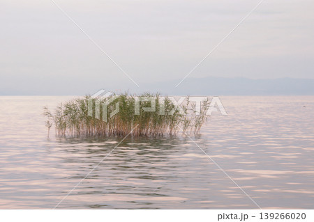 Minimalist Reed Cluster in Calm Pink Lake Water.A serene, atmospheric landscape featuring a small patch of green reeds reflecting in the soft, pastel pink ripples of a quiet lake at dawn. Minimalist Reed Cluster in Calm Pink Lake Water.A serene, atmospheric landscape featuring a small patch of green reeds reflecting in the soft, pastel pink ripples of a quiet lake at dawn. 139266020