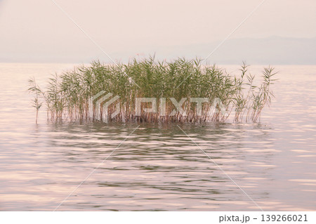 Minimalist Reed Cluster in Calm Pink Lake Water.A serene, atmospheric landscape featuring a small patch of green reeds reflecting in the soft, pastel pink ripples of a quiet lake at dawn. Minimalist Reed Cluster in Calm Pink Lake Water.A serene, atmospheric landscape featuring a small patch of green reeds reflecting in the soft, pastel pink ripples of a quiet lake at dawn. 139266021