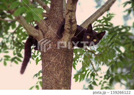 Curious Black Cat in a Tree. A striking black cat with large eyes is climbing a tree. Perfect for pet behavior, nature, and animal curiosity themes. High-quality animal image. Curious Black Cat in a Tree. A striking black cat with large eyes is climbing a tree. Perfect for pet behavior, nature, and animal curiosity themes. High-quality animal image. 139266122