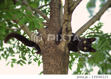 Curious Black Cat in a Tree. A striking black cat with large eyes is climbing a tree. Perfect for pet behavior, nature, and animal curiosity themes. High-quality animal image. 139266123