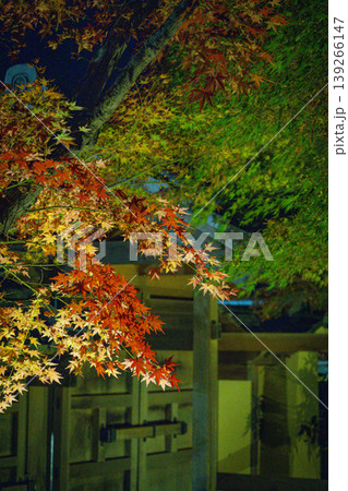 姫路市好古園の紅葉絵 姫路市好古園の紅葉絵 139266147