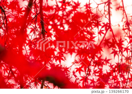 紅に染まって 紅に染まって 139266170