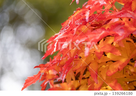 雨上がりの紅葉 雨上がりの紅葉 139266180