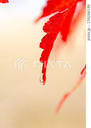 雨上がりの紅葉 139266186