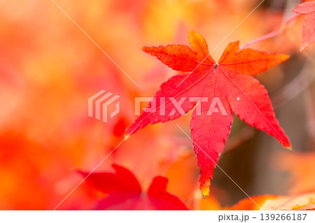 紅葉 139266187