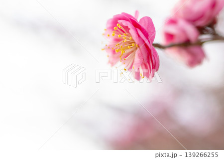 梅の花 梅の花 139266255