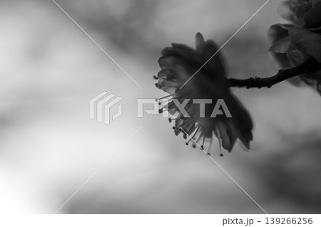 梅の花 梅の花 139266256