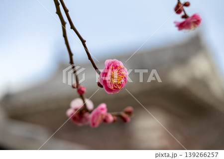 梅の花 梅の花 139266257