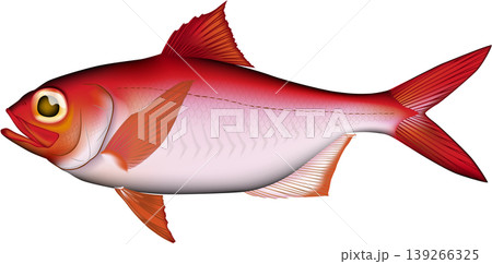 魚イラスト　「キンメダイ」活き魚カラー　ベクター形式　白背景単体 139266325