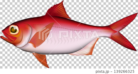 魚イラスト　「キンメダイ」活き魚カラー　ベクター形式　白背景単体 139266325