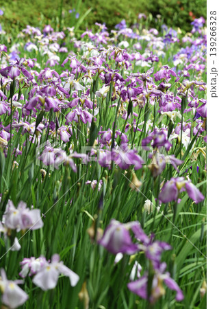 平安神宮　西神苑　白虎池の花菖蒲(京都市左京区) 139266328