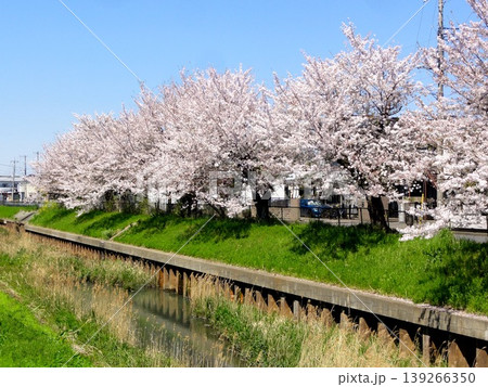 春の青空に映える満開の桜 春の青空に映える満開の桜 139266350