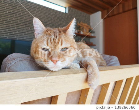 けだるそうな茶トラ猫 けだるそうな茶トラ猫 139266360